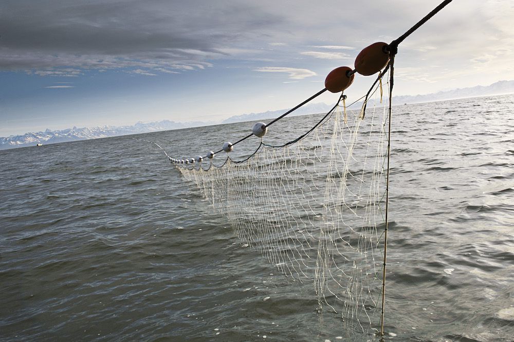 Gill Net